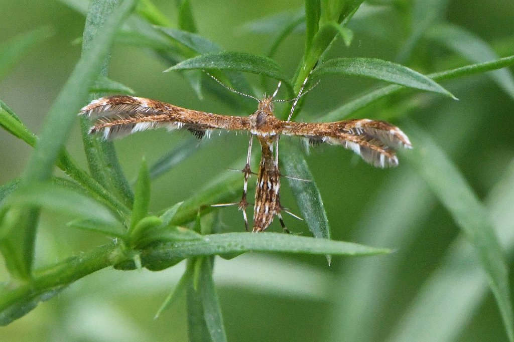 031 2017-07182311 Grafton, MA.JPG - Himmelman's Plume Moth (Geina tenuidactlus). Creeper Hill Road, Grafton, MA, 7-18-2017